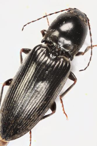 Cardiophorus sp.